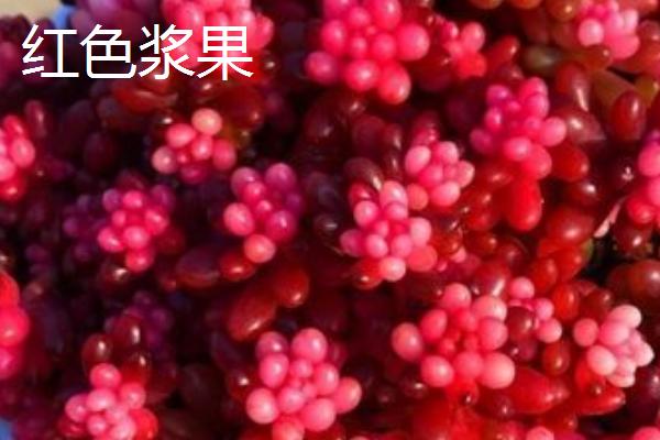 红色的景天科多肉植物有哪些，虹之玉、火祭和红宝石都具有代表性