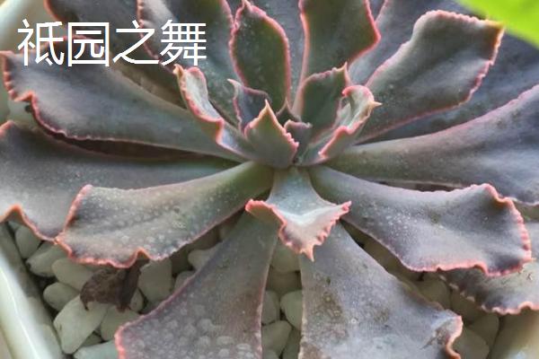 红色的景天科多肉植物有哪些，虹之玉、火祭和红宝石都具有代表性