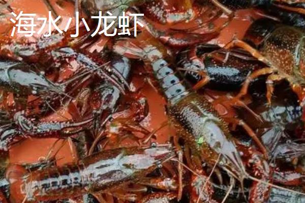 海水小龙虾和淡水小龙虾的区别，生长环境明显不同