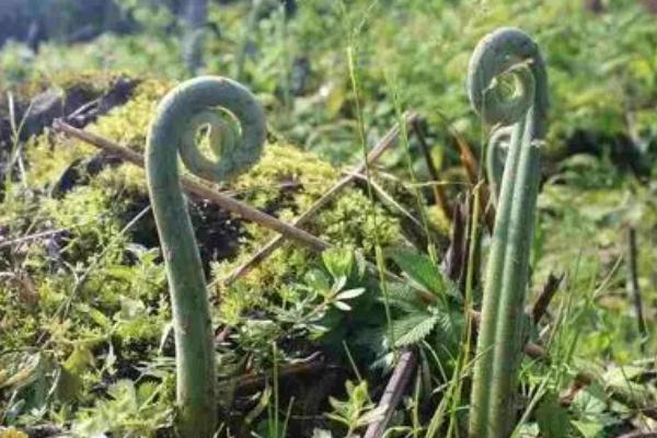 蕨菜在山上长在哪里，常分布于向阳处