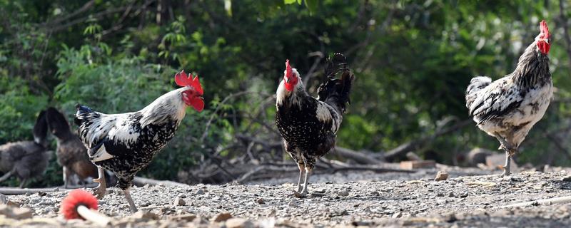养殖鹊山鸡的优势，具有投入低、适应性强、生长速度快等优点