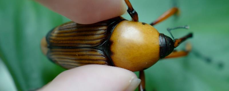 竹笋象鼻虫的外观特点，成虫身体呈梭形、颜色红棕且具有光泽