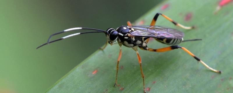 蜱虫的天敌，红蚂蚁、寄生蜂和螳螂都是其天敌