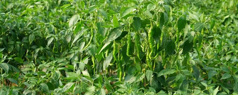 种植青椒施什么肥料，结果期可追施高氮型水溶肥