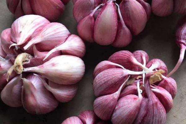 紫皮大蒜哪里产的好，甘肃民乐县的最为出名