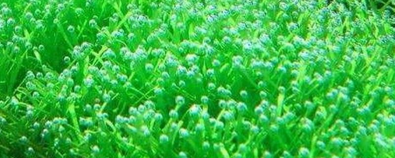 水藻的品种，包括色球藻、矽藻、蓝绿藻等种类