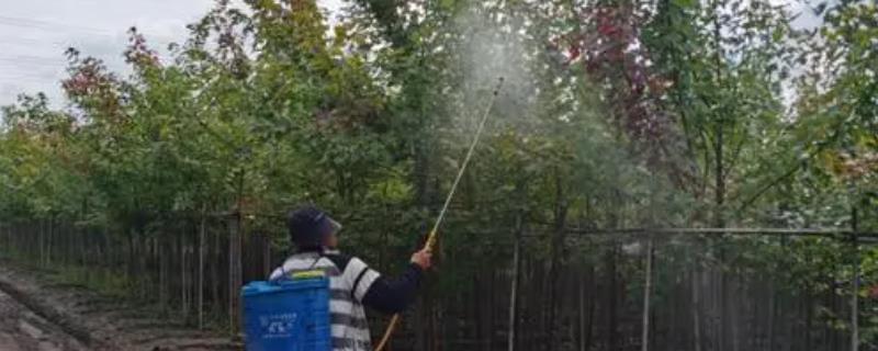 植物防冻剂是什么，是指含有植物激素及微量元素等成分的叶面肥