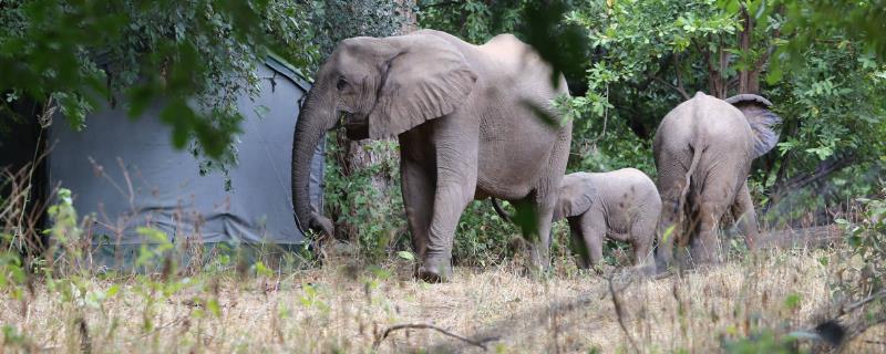 一头大象的体重，通常为3-8吨左右
