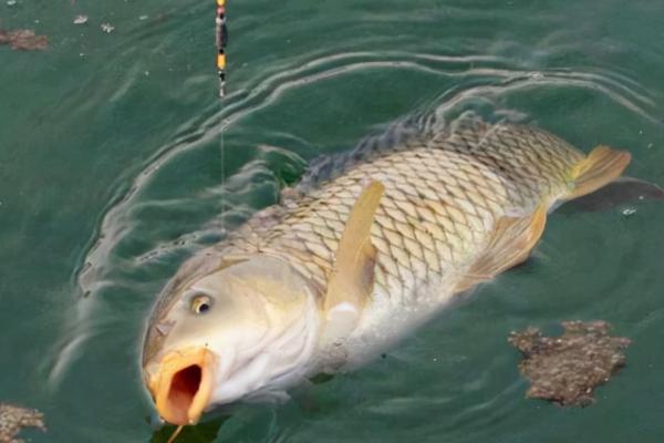 钓鲤鱼的最佳时间，需根据天气情况综合选择