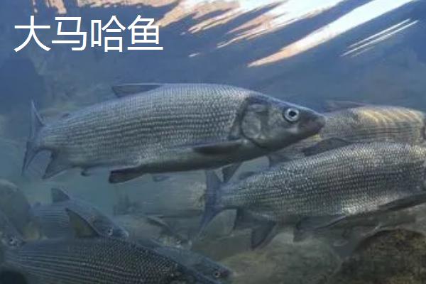 三文鱼和大马哈鱼的区别，科属、产地和形态均不同