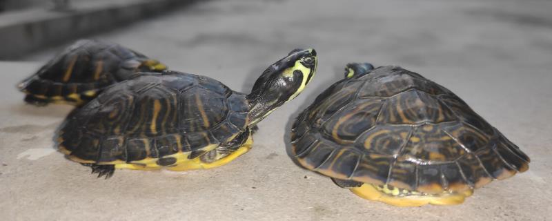 黄耳龟怎么分辨公母，公龟的尾巴要比母龟的粗大