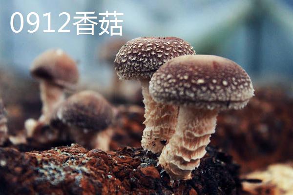 我国品质最好的香菇品种，808香菇是我国香菇品种的主力军