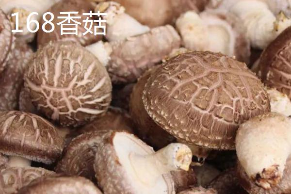 我国品质最好的香菇品种，808香菇是我国香菇品种的主力军