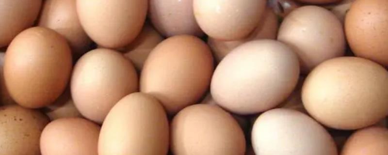 没有孵蛋器如何孵化鸡蛋，可放入鸡窝中让母鸡孵化