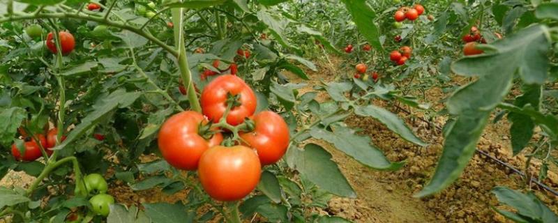 怎么通过施肥提高番茄的品质，坐果高峰期可喷施过磷酸钙溶液