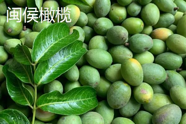 福建福州的特产，茉莉花茶的发源地