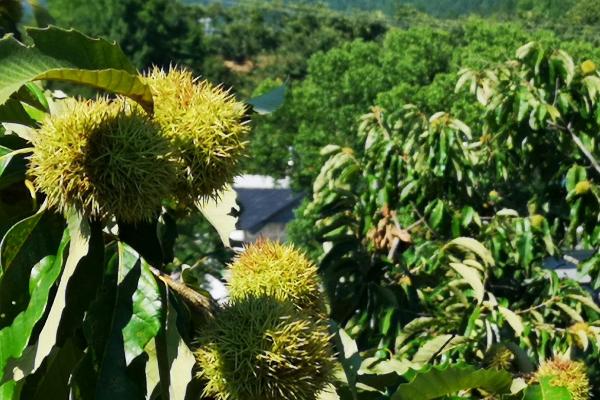 板栗树什么时候开花结果，因品种而异