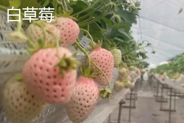 菠萝莓多少钱一斤，80～300元左右一斤