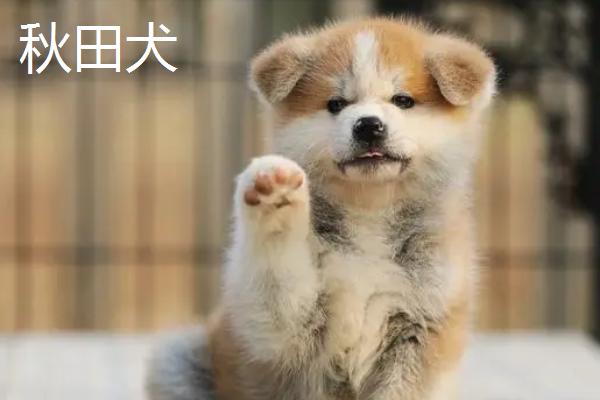 柴犬和秋田犬有什么区别，柴犬耳朵稍前倾、秋田犬两耳直立