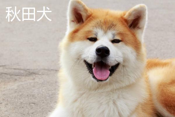 柴犬和秋田犬有什么区别，柴犬耳朵稍前倾、秋田犬两耳直立