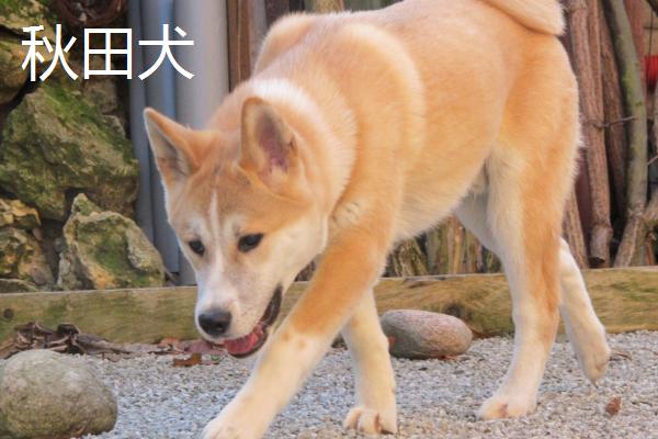 柴犬和秋田犬有什么区别，柴犬耳朵稍前倾、秋田犬两耳直立