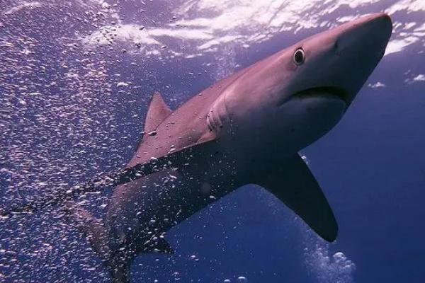 大青鲨是什么鱼，是最常见的一种鲨鱼