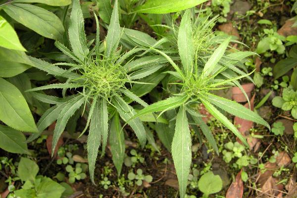 白术是什么植物，是重要的大宗中药材
