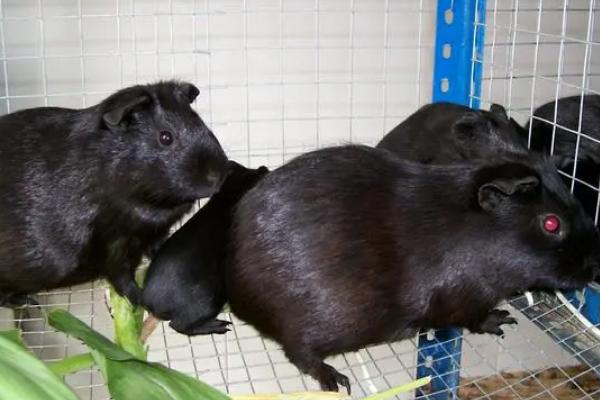 成年黑豚的饲养管理技术，夏季采取防暑降温措施