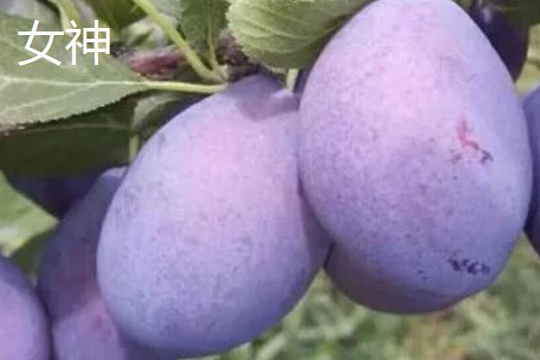 李子树授粉应选择什么品种，花期要相同或相遇