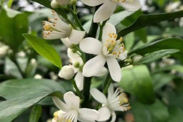 柑橘什么时候开花，主要集中在3-5月份