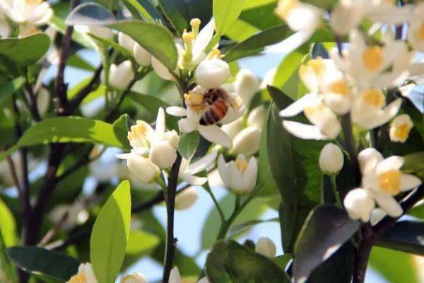 柑橘什么时候开花，主要集中在3-5月份