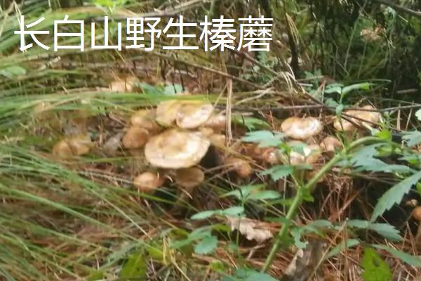 吉林桦甸市的特产，桦甸白瓜籽独具风味