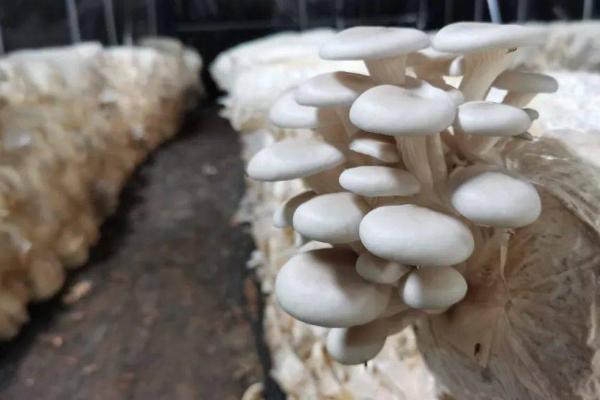 蘑菇施肥技巧，在出菇高峰期喷盐水