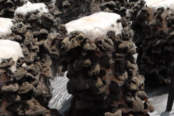 黑木耳产于哪里，主产于吉林、黑龙江、辽宁等省份