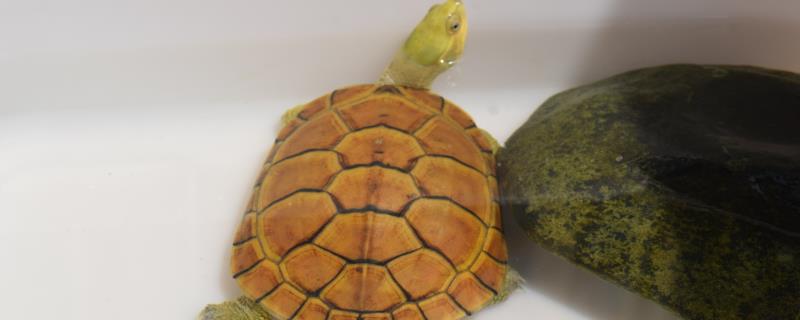 养殖黄喉拟水龟的注意事项，水质很重要