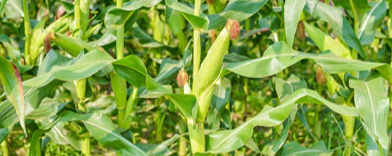 玉米花粒期的管理要点，需根据实际情况追施粒肥