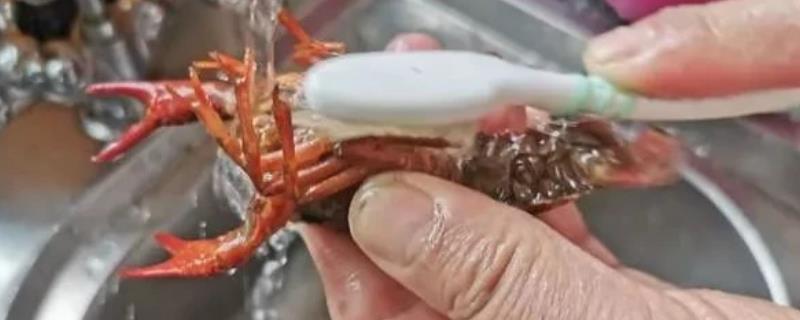 湖北的小龙虾目前能吃吗，可以食用但要注意彻底煮熟