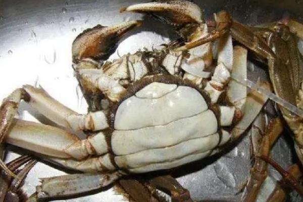 死亡的螃蟹能不能吃，食用死亡的螃蟹容易引起食物中毒