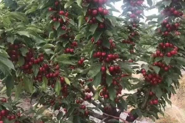 车厘子的种植条件，适合在全年气候温暖的地方栽种