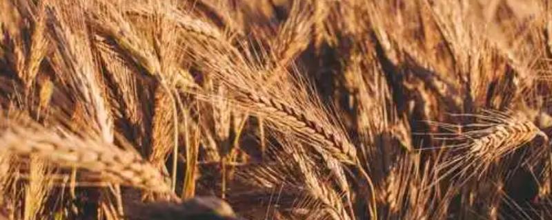 哪些农作物在秋天成熟，包括玉米、水稻、红豆等品种