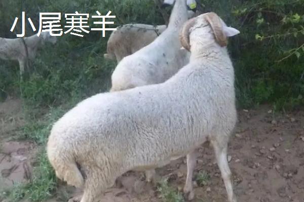 哪种羊即好养又能赚钱，可选择波尔山羊、小尾寒羊、黑山羊等品种
