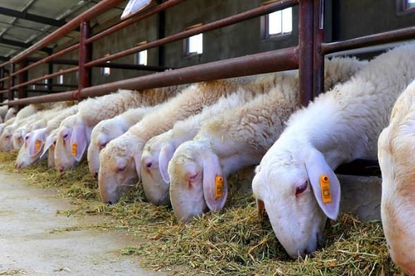 哪种羊即好养又能赚钱，可选择波尔山羊、小尾寒羊、黑山羊等品种