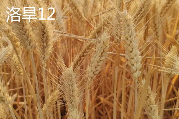 耐旱的小麦品种有哪些，适宜不同地区种植