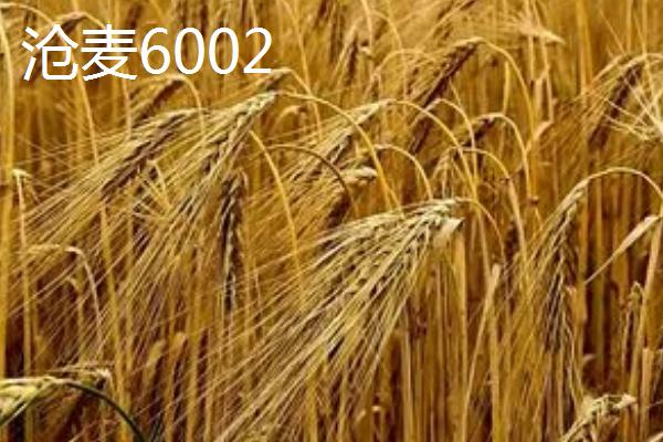 耐旱的小麦品种有哪些，适宜不同地区种植