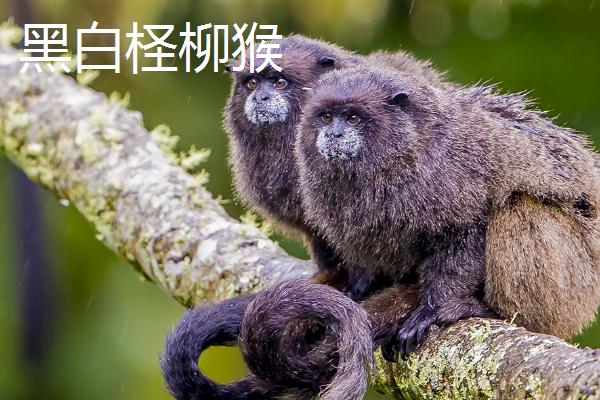 狨猴有哪些品种，包括金狮狨、绒顶柽柳猴、侏狨等种类