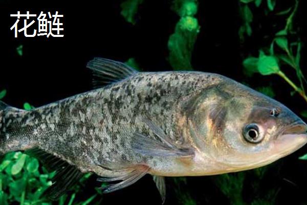 花鲢和鳙鱼有什么区别，二者是同一种鱼类