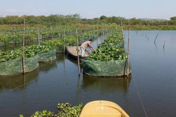 夏天怎么养殖黄鳝，需做好保持水质、遮阳降温等措施