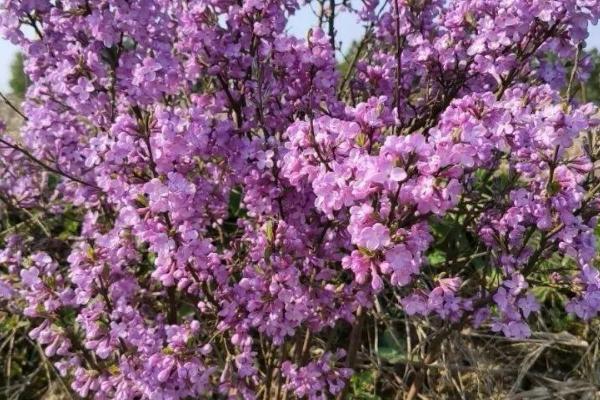 芫花的栽种方法，可进行播种或扦插繁殖