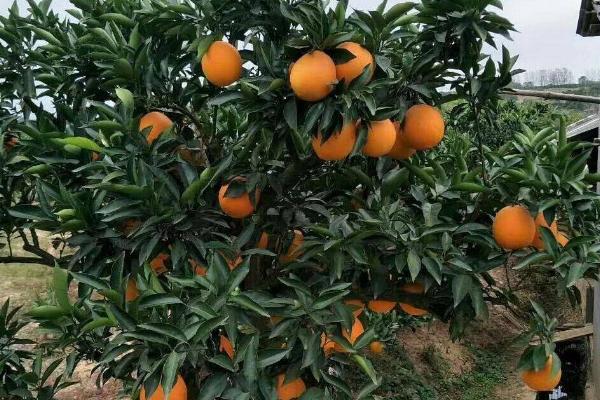 长虹脐橙的产地，秭归和信丰是中国脐橙之乡
