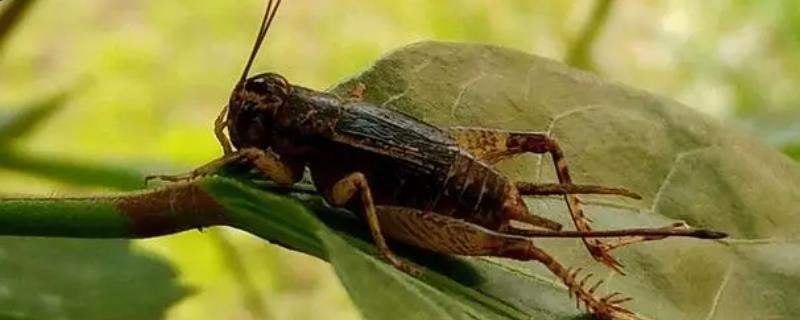 为什么蟋蟀会鸣叫，吸引异性或宣告领地